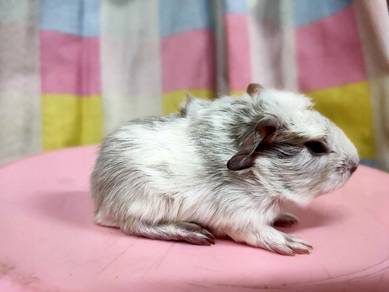Guinea Pig 