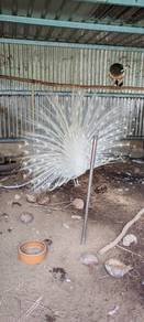 Burung Merak