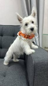 Westie West Highland Female Puppy F-1