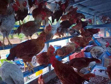 ayam kampung asli