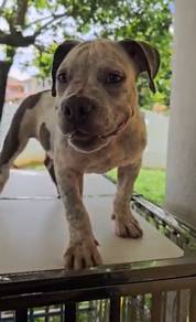 Bully