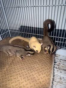 sugar glider untuk dilepaskan