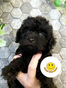 Q55BB Toy Poodle black haired puppy