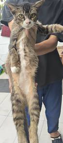 pencinta kucing
