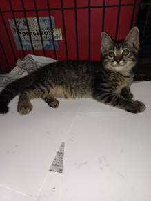 cuty kitten