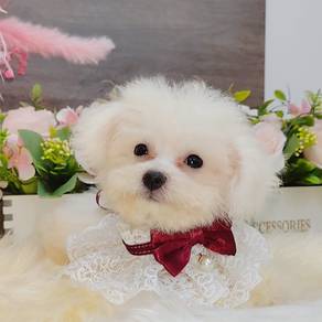 Bichon Frise