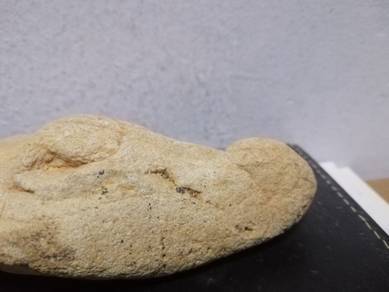 Rare stone looks like a Crocodile Head