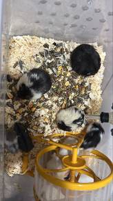 Hamster Campbell