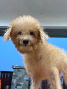 Maltipoo puppy