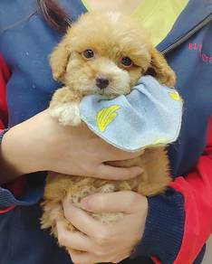 Poodle
