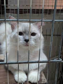 Blue Point Mitted Ragdoll 