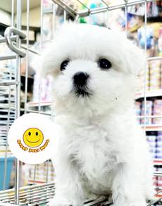 QWEW93939 Tiny Maltese