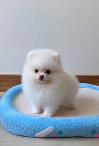 pure white female pomeranian