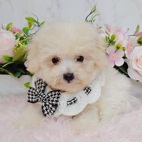 Bichon Frise