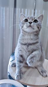 BSH male kitten clingy manja 9379