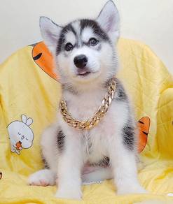 Wooly Husky
