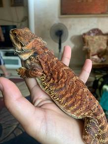 Bearded dragon 
