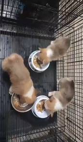 Pure Breed Long Fur Corgi (M/F) 纯种长毛柯基宝宝
