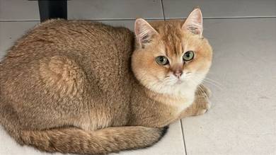 Golden BSH
