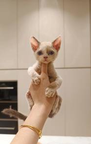 Devon rex cat