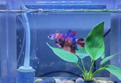 betta multiple colors 