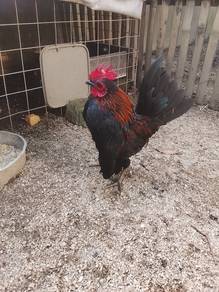 ayam serama 