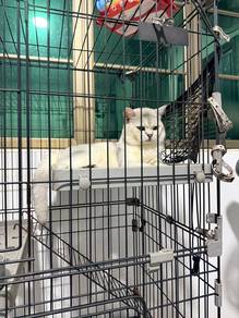 Cat & Kitten Rehome (Bukit Katil, Melaka)