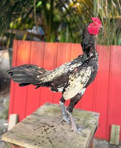 ayam 