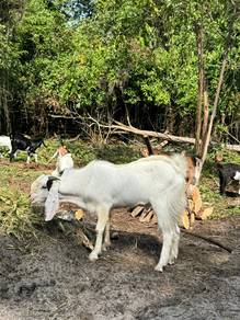 kambing