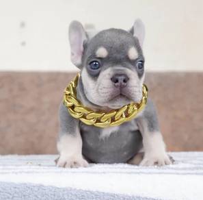 FRENCH BULLDOG PUPPIES VIP113🌻 boy-girl lilac tan