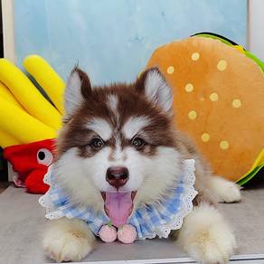 Wooly Husky