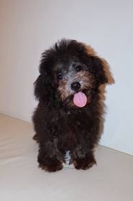 J0878 Poodle Adorable Teddy Bear Puppy