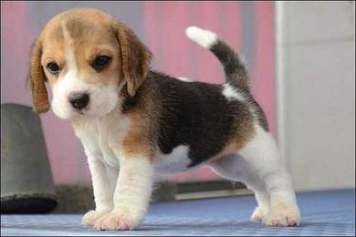 HHH-9001 Beagle tri color puppies