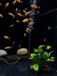 Golden Ghost Silver Tips