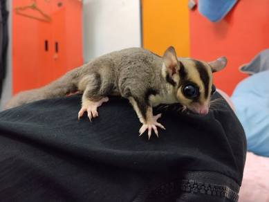 Sepasang Sugar Glider Boleh Nego