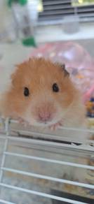 Hamster