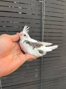 saddleback cockatiel burung bird