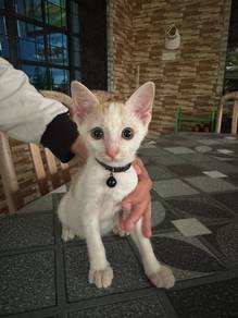 Kitten Free Adoption