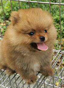 Hss31 TINY Pomeranian puppies dogs