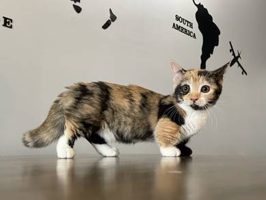 Munchkin Supershort (Female)