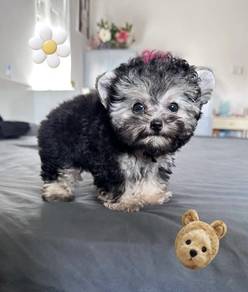 MINI POODLE PUPPIES S124 🌻 Premium Puppy
