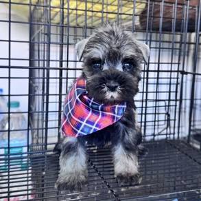 SCHNAUZER MINIATURE PUPPIES X72 🌻 雪纳瑞 Male