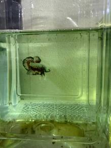 ikan betta