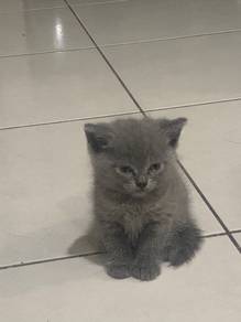 BSH for rehome