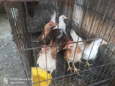 ayam katik