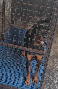 Rottweiler