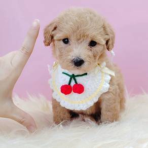Poodle