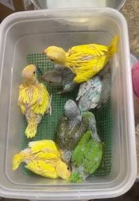 Burung ringneck parakeet Hand feed Siap lesen