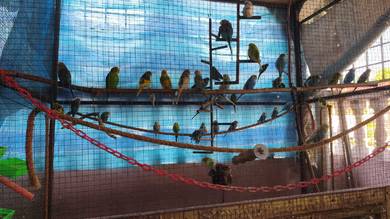 Burung Baji seremban 