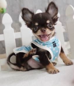 CHIHUAHUA PUPPIES VIP09 🌷Head Apple Bonnie Boy